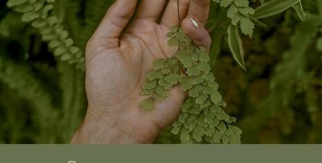 ayurveda schwarzwald